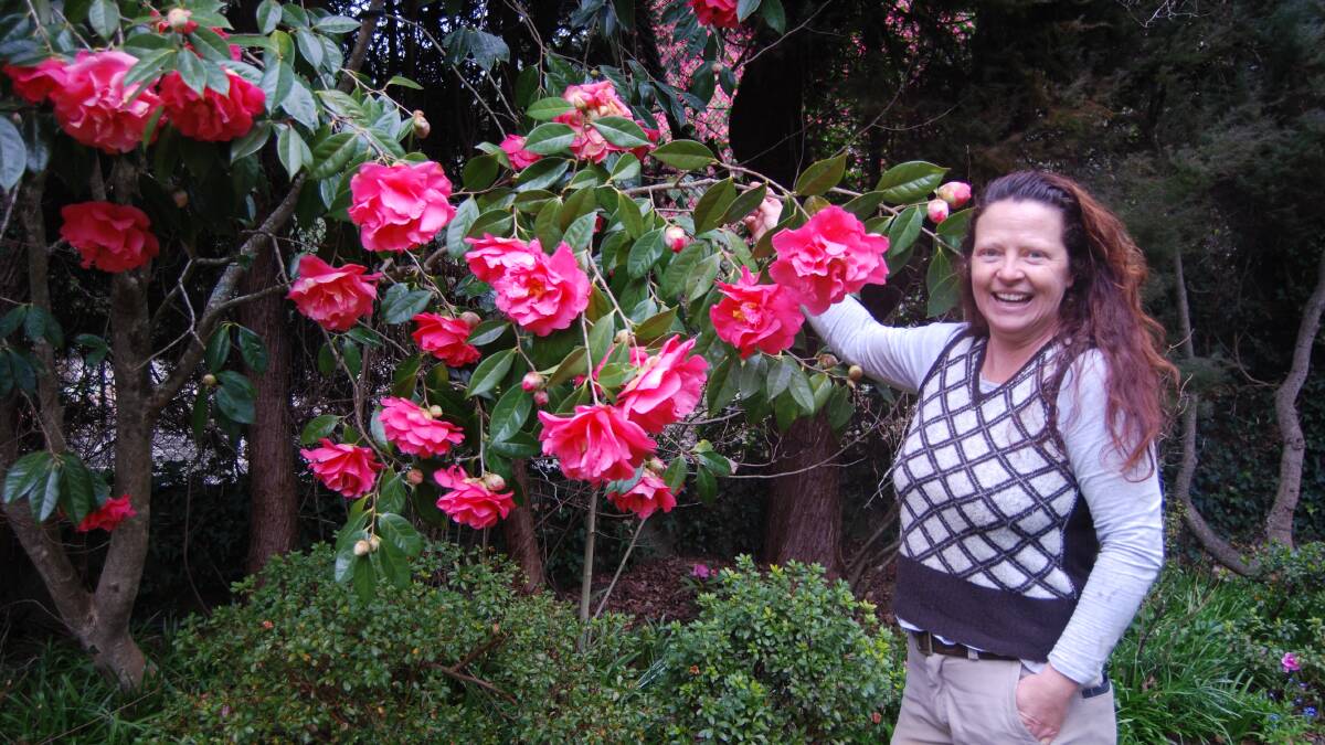 Spectacular: Jessica Lawn with one of the Camellia reticulatas at Ewanrigg, one of four neighbouring gardens she maintains in Leura.