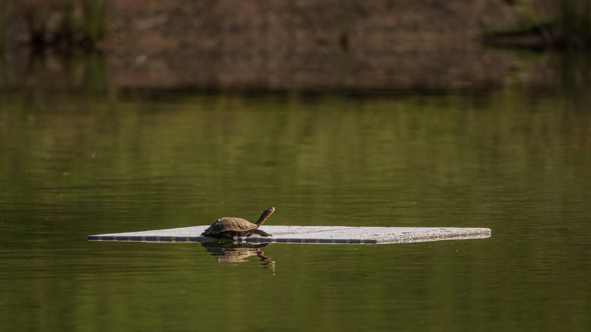 A turtle basking in the sun on the new basking island at The Gully, Katoomba. Picture supplied