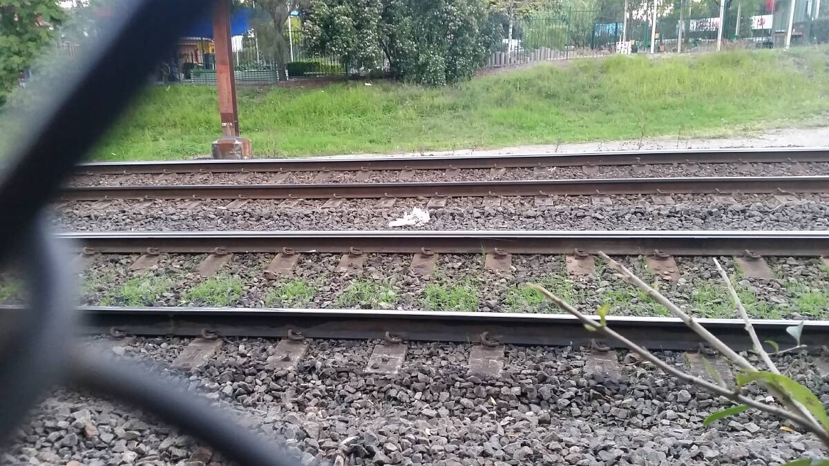 A dead cockatoo on the tracks near Springwood.