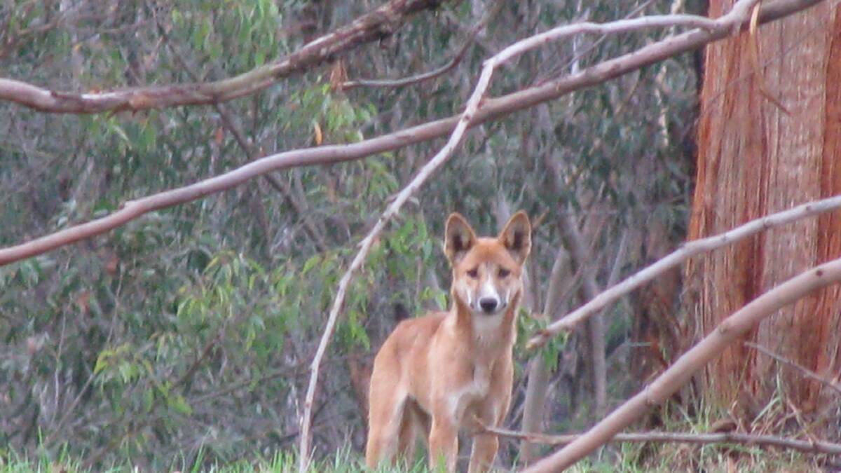 Dingo on the streets of Glenbrook last month.