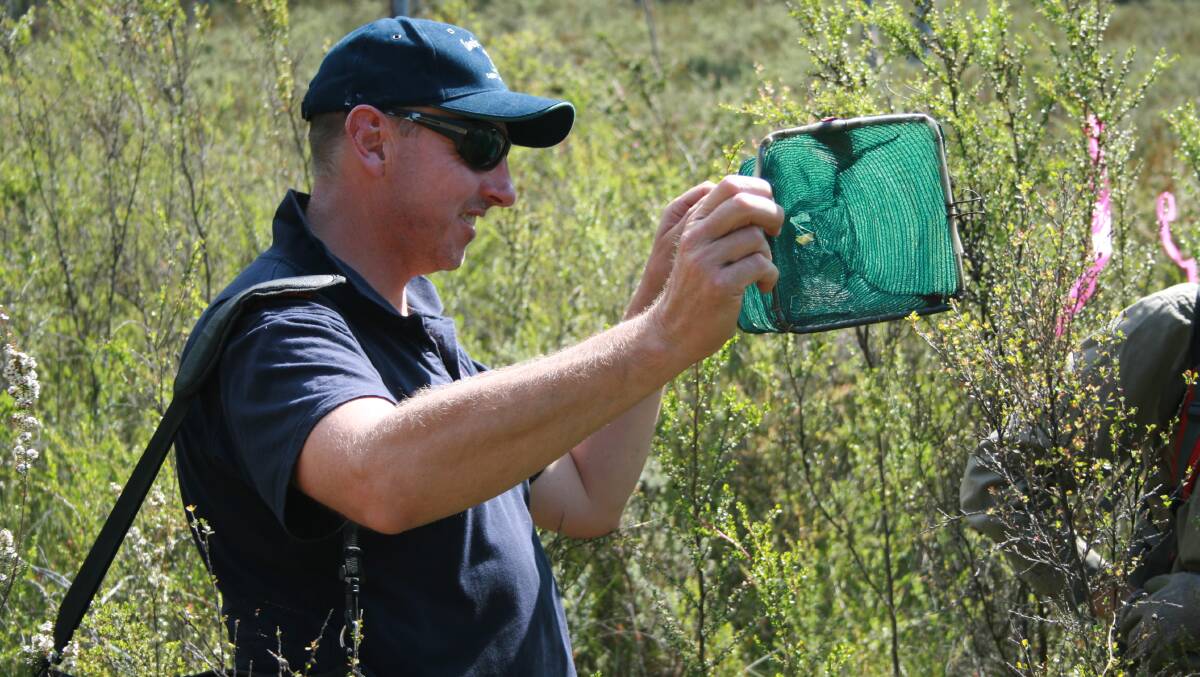 Local Land Services Officer, Clayton Miller, checks a skink trap on the Newnes Plateau. 
