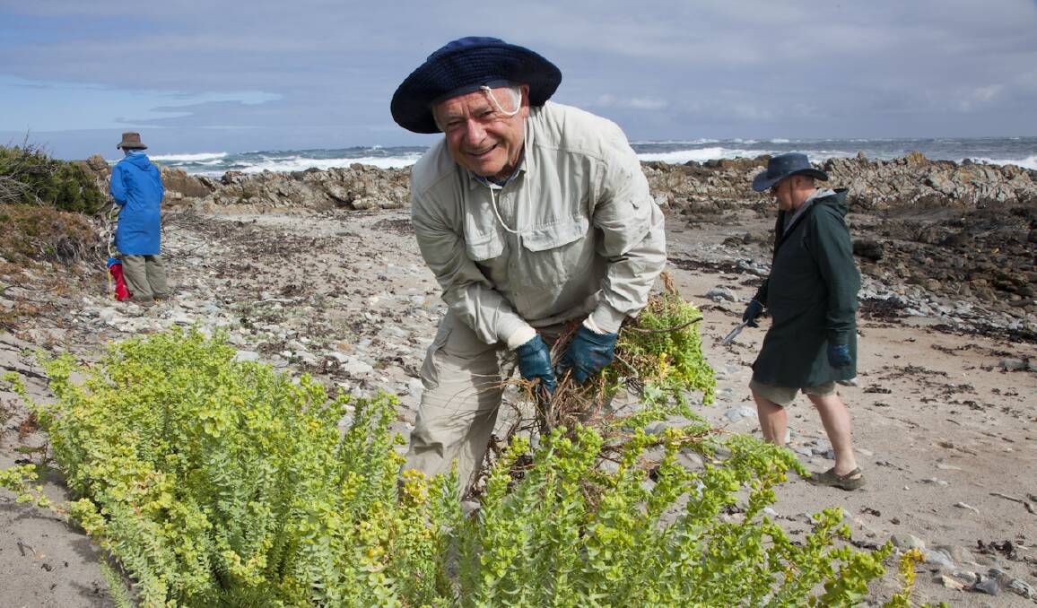 Honoured: Phil Isaacs pulling out sea spurge (Euphorbia paralias) on Tasmania's west coast.