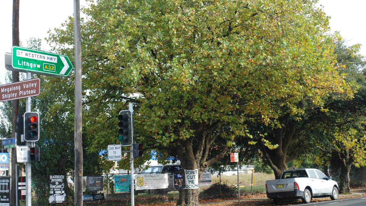 Failed campaign: Locals fought to save this tree but the RMS will remove it to improve the intersection.