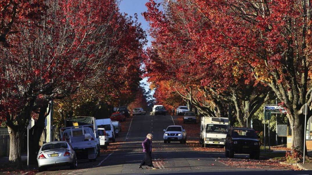 Wentworth Street Blackheath in autumn colour: Plans for a one-way section and angled parking have bene abandoned by council.