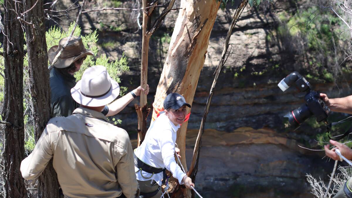 Hanging in there: The premier, Gladys Berejiklian, clambers into Wollemi National Park.