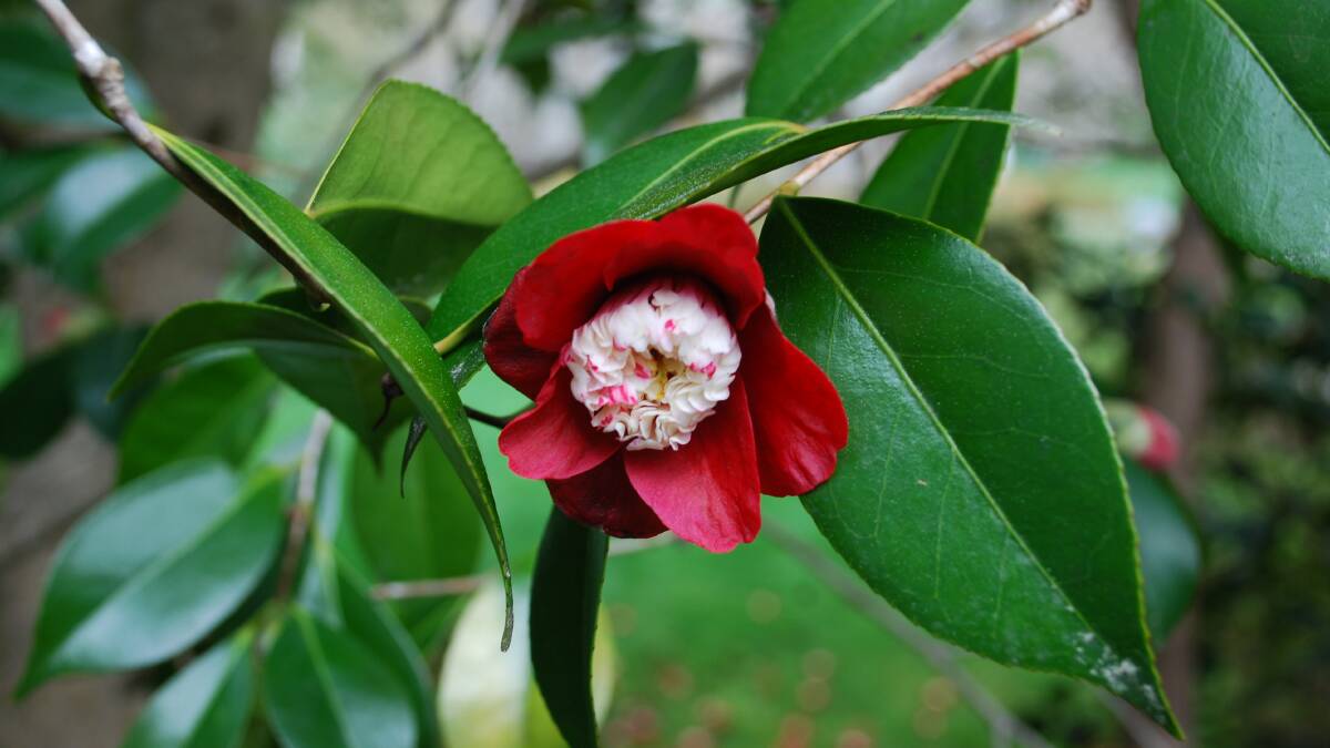 The striking camellia, Tinsie.