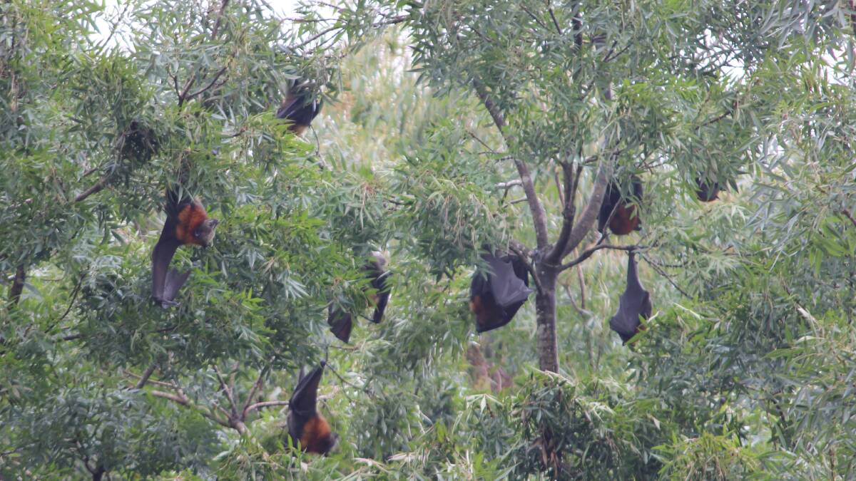 Settling in: Some of the flying foxes roosting in their temporary camp at North Hazelbrook. Photo: Amy Davis.