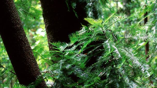 Protection: A Wollemi pine. Photo by Jaime Plaza, Botanic Gardens Trust