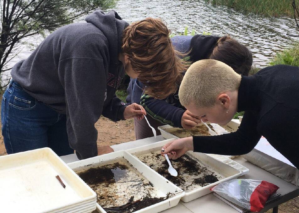 Citizen scientists: Kindlehill students at work at Wentworth Falls Lake.