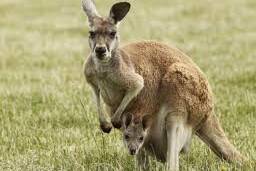 Kangaroo movie