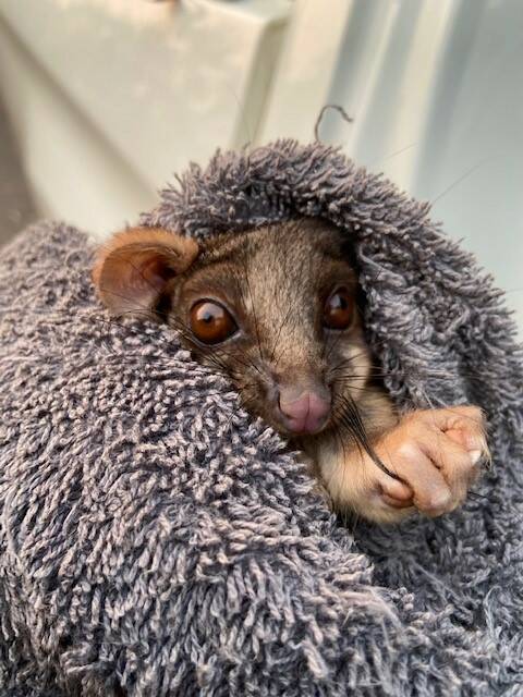 This little ringtail possum was rescued from the eaves of a house in Rodriguez St, Blackheath. 