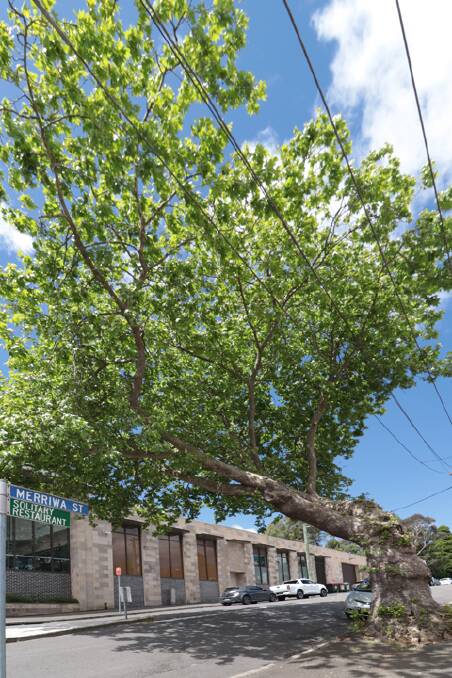 The problem with power lines is the effect on trees. This 120-year-old plane tree on Lurline Street is severely misshapen. Picture by Michael Small