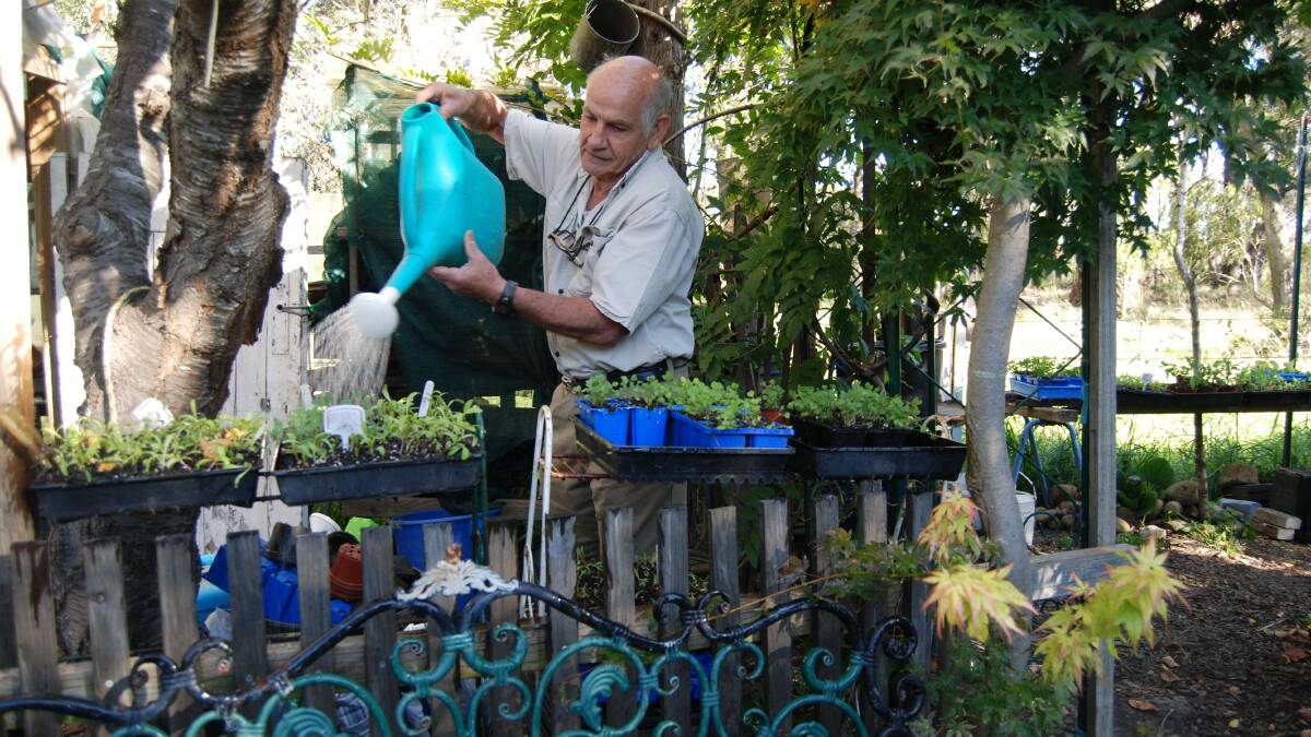 Blackheath horticulturalist Robin Johnson watering his seedlings.