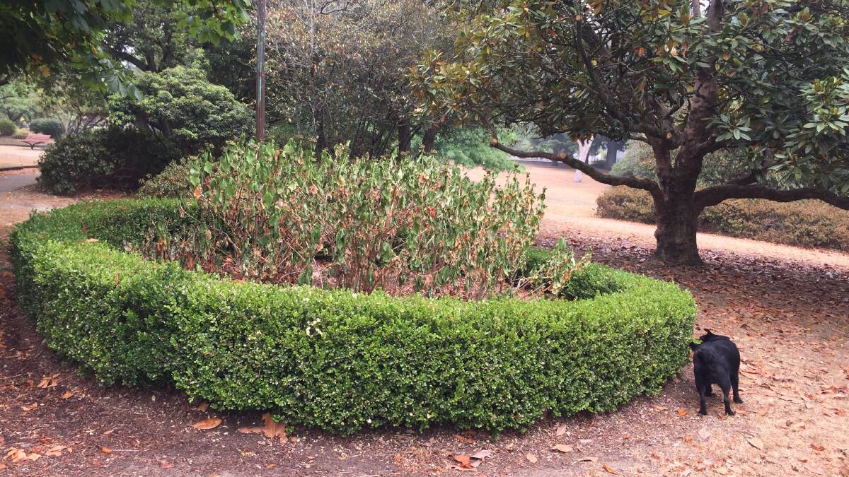 A bed of hydrangeas in The Gardens in Blackheath is struggling.