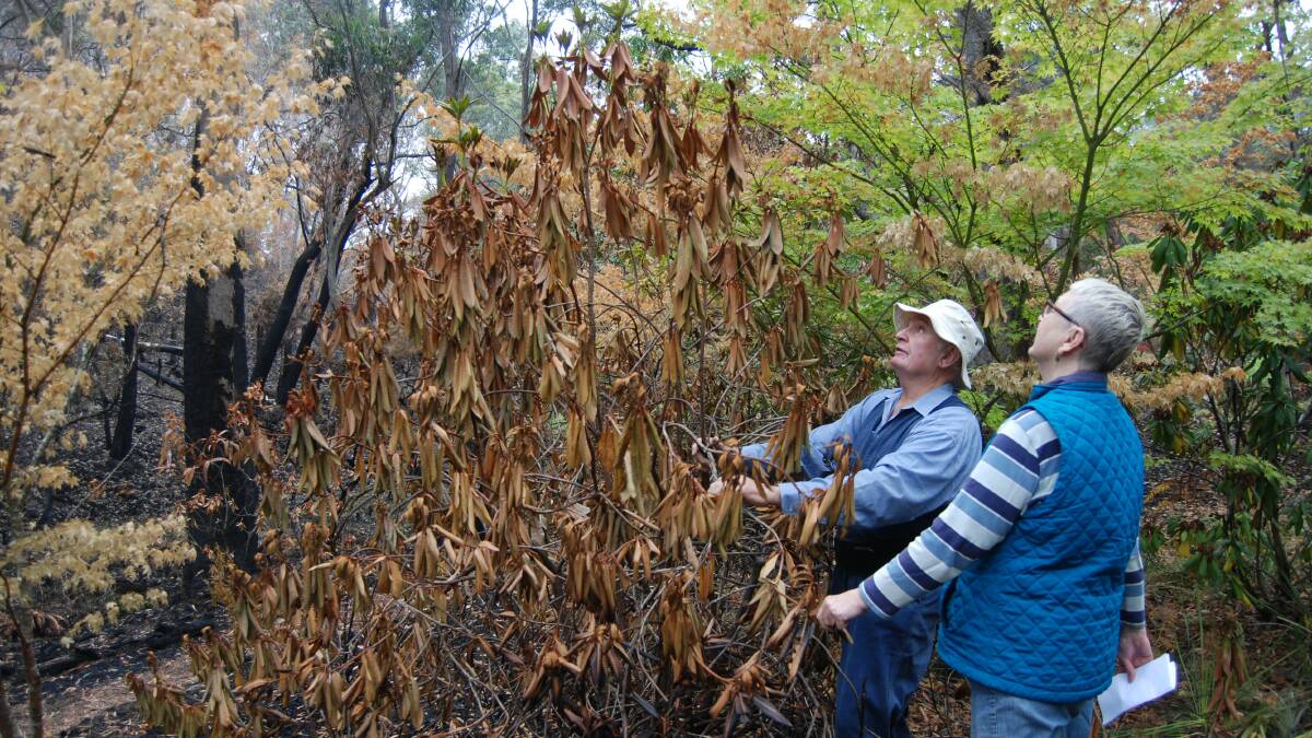 Dick Harris and society president, Deb Wells, look at a burnt rhododendron.