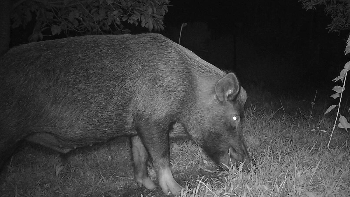 Night vision of the pig in Lawson.