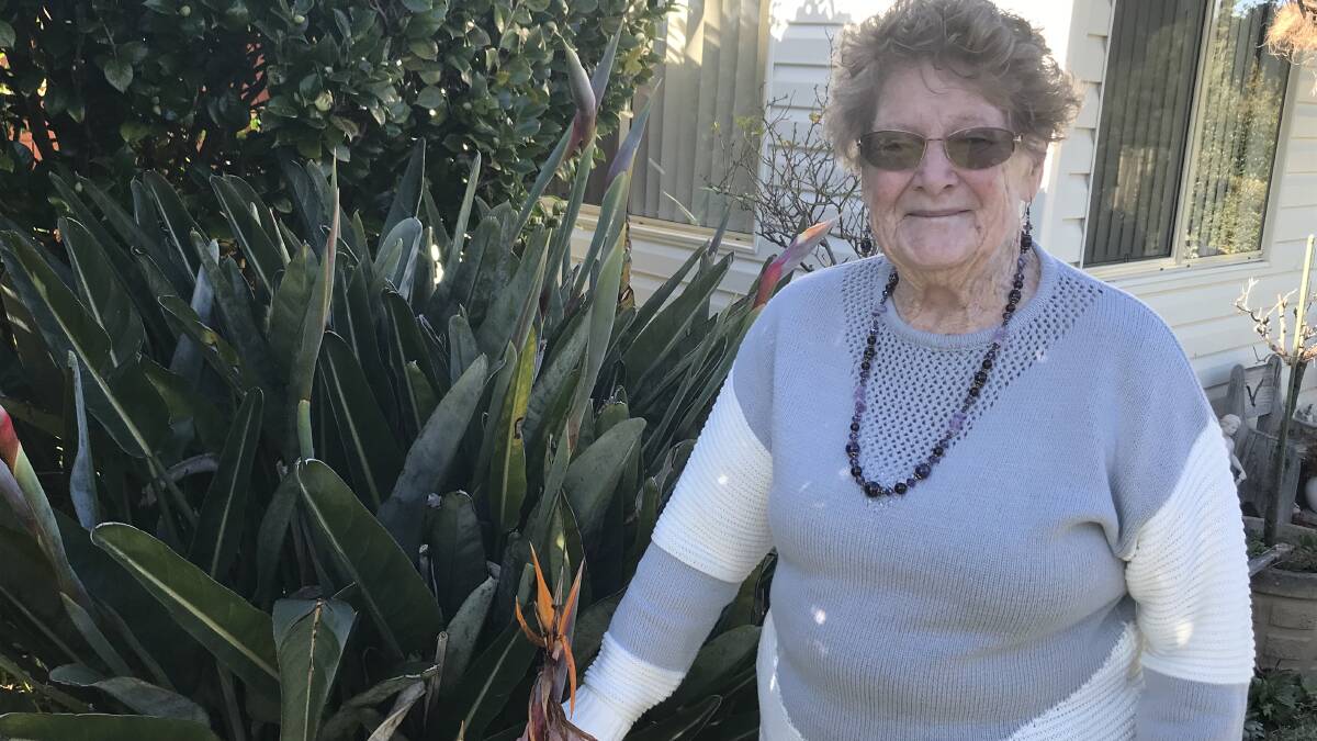 Born to volunteer: Fay Wheatley OAM at her Springwood home.
