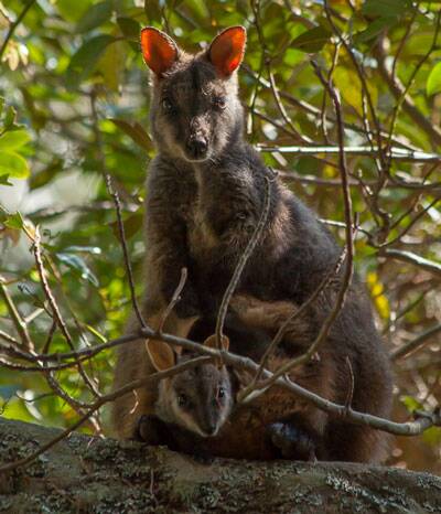 Brush-tailed rock wallaby, one of the many threatened species found in the Blue Mountains World Heritage Area. Photo: Ian Brown 