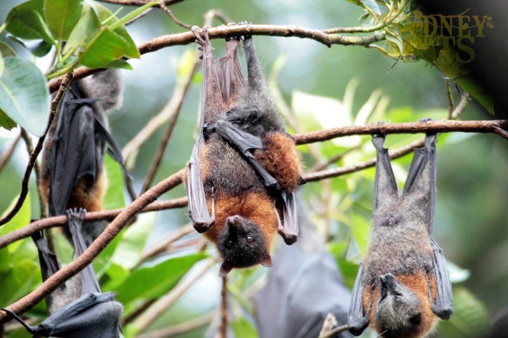 Hanging about: Flying foxes will travel long distances - up to 50 kilometres - from their camps to find food. Photo: Tim Pearson.