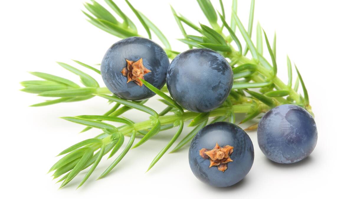 FAVOURITE FLAVOUR:  Traditionally, juniper berries were the backbone of the flavour profiles of gin