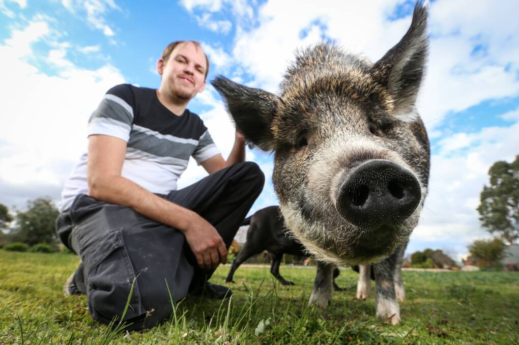 MAN AND HIS PET: Grunt and Matthew Evans at home. They risk an $804 fine if the pig is walked in public. Pictures: JAMES WILTSHIRE