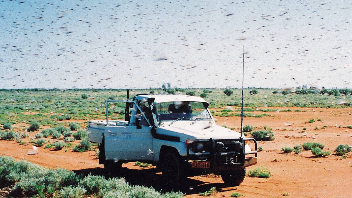 Australian plague locust sightings have caused concern in central and western areas of the state. File photo. Western Local Land Services.