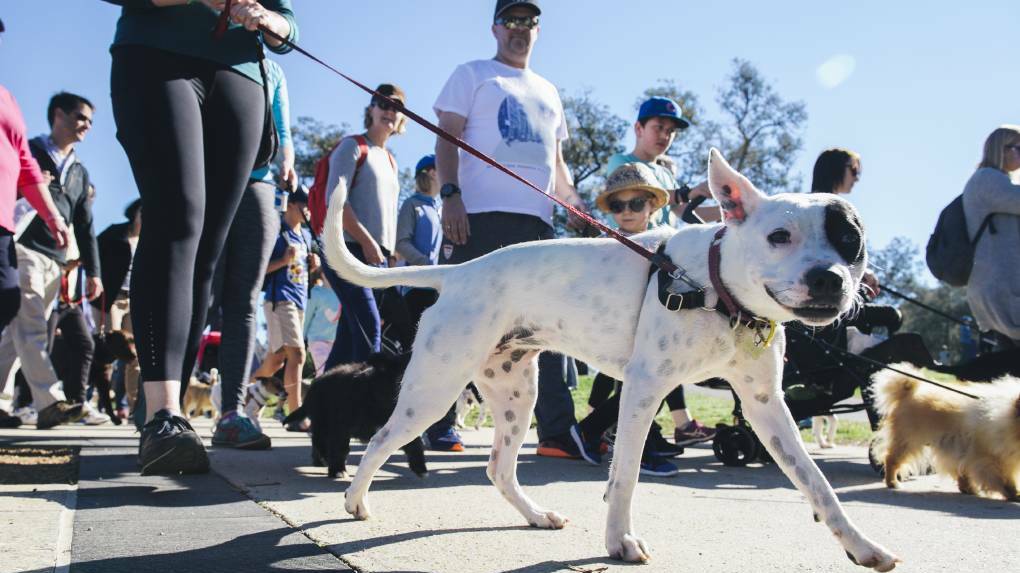 The RSPCA is encouraging owners and dogs to walk in their backyards and raise funds as part of its Million Paws Walk initiative. 