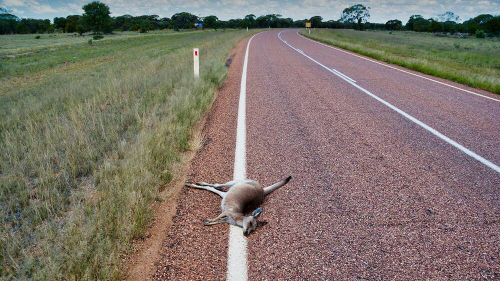 HOTSPOTS: Kangaroos accounted for 92.5 per cent of the top five most commonly hit animals on the road. 