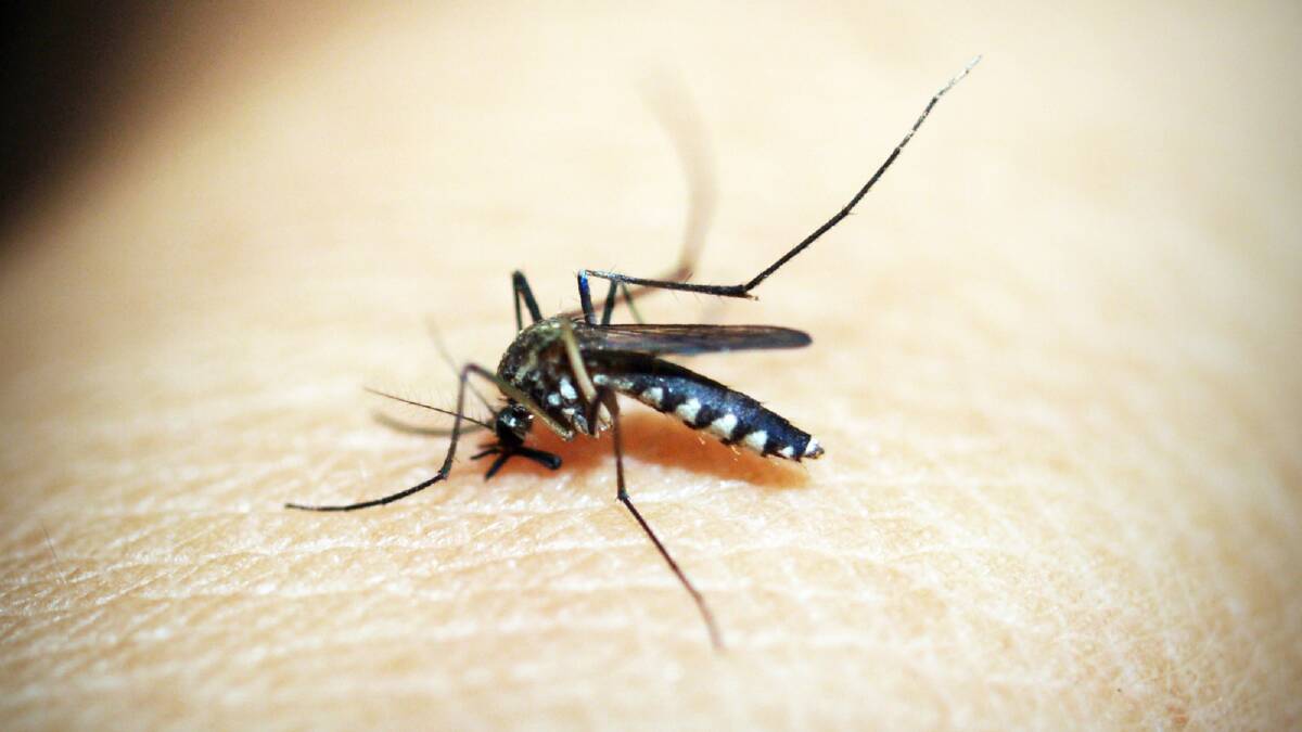 Victorians have been warned to avoid mosquito bites. Picture: file