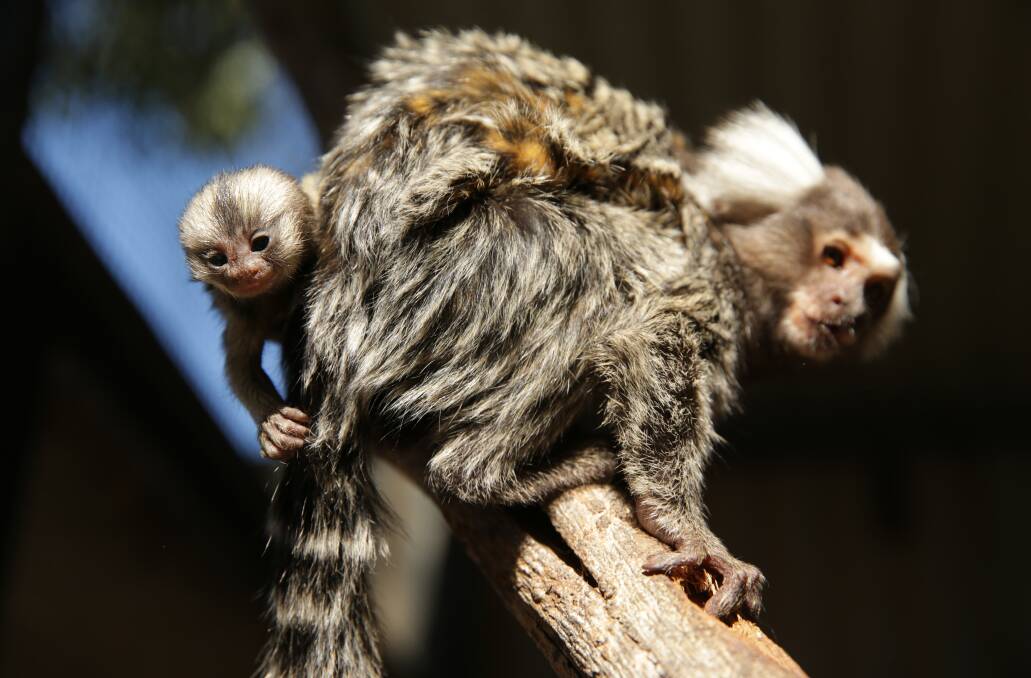 Common Marmoset Monkey parents Duke and Ava welcomed triplets in August at the Hunter Valley Zoo. Picture: Simone De Peak  