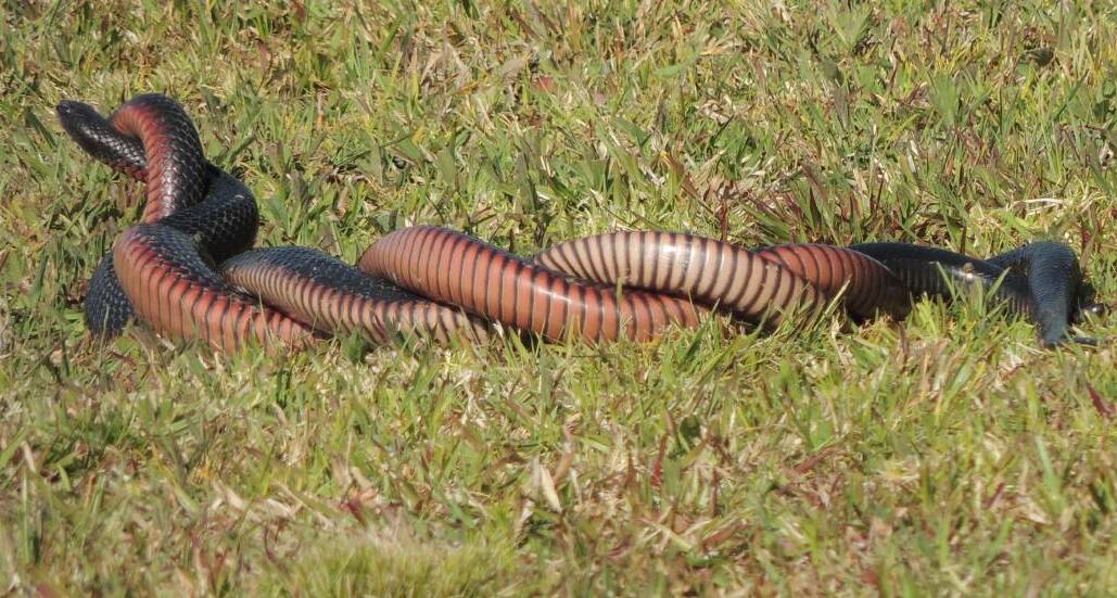 It's hard to tell which snake came out the winner when they were caught 'fighting' on Kristy Gray's front lawn.