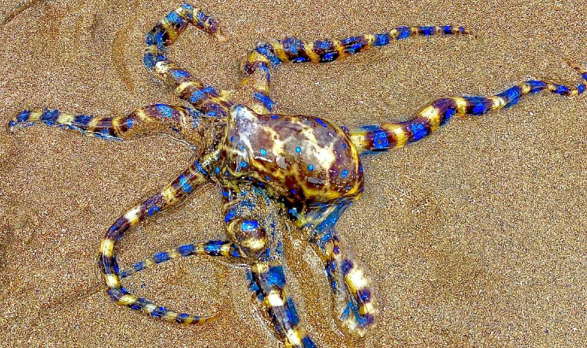 Lifesavers warn about deadly blue-ringed octopus after sighting | Blue Mountains Gazette | Katoomba, NSW
