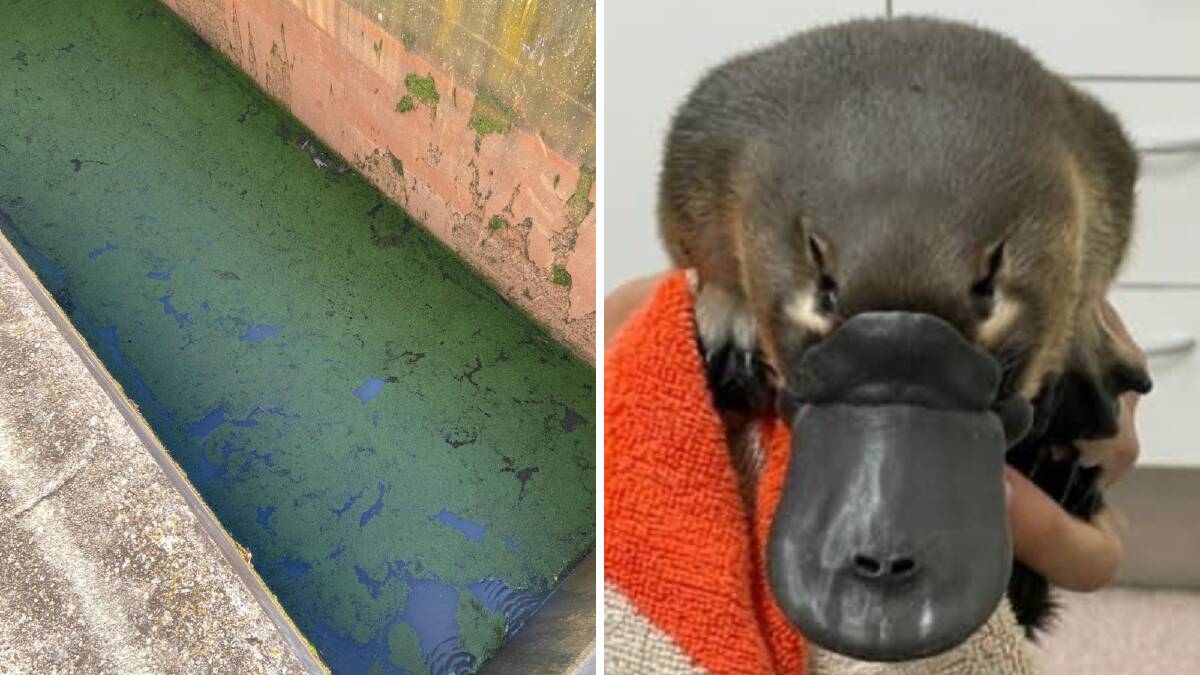 Platypus rescued from a stinker of a situation