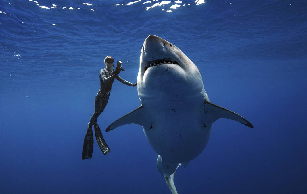 Keeping sharks and humans safe; drumline effectiveness 'highly