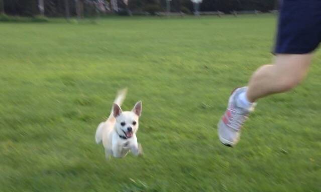 Cedric the chihuahua enjoys a run at Pitt Park, Wentworth Falls. Photo: Cassandra Au.
