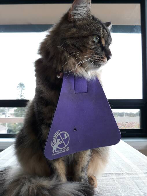 Cat bibs being considered by council