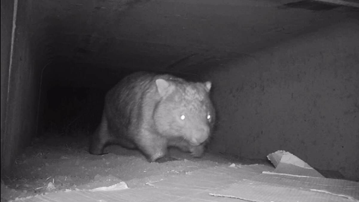 In transit: A wombat using the underground wildlife passage at Wentworth Falls.