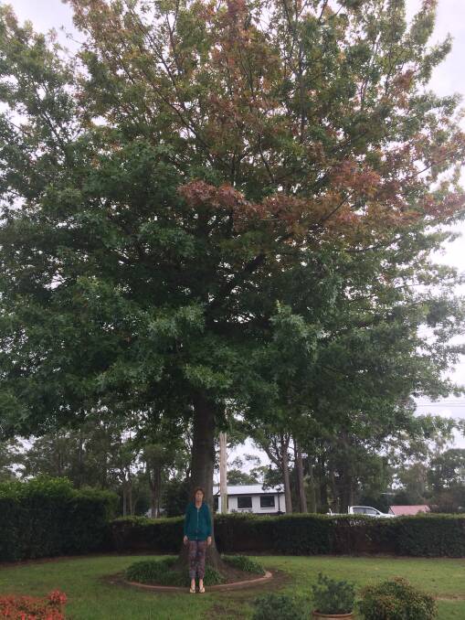 All too much: Jan Morgan by her massive pin oak tree which she wants to remove because due to ill health, she can't manage the clean up the copious amounts of leaves it drops.