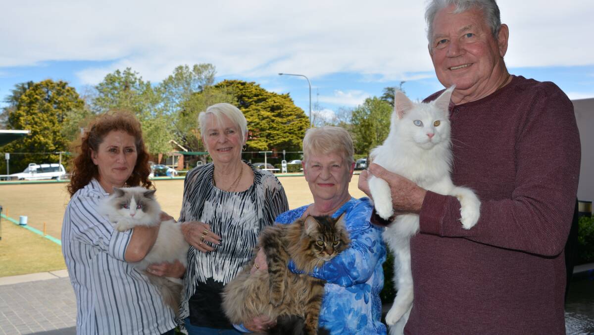 Furry friends: Sue Yates with ragdoll Adorable Horacio, judge Sue Wye, Karole West with Smokey Bandit and judge Dick Wye with white maine coon Sir Richard.