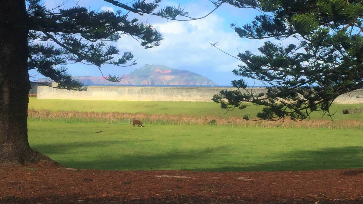 The distinctive Norfolk Island Pines first attracted Captain Cook's attention. Photo by Kathy Sharpe.