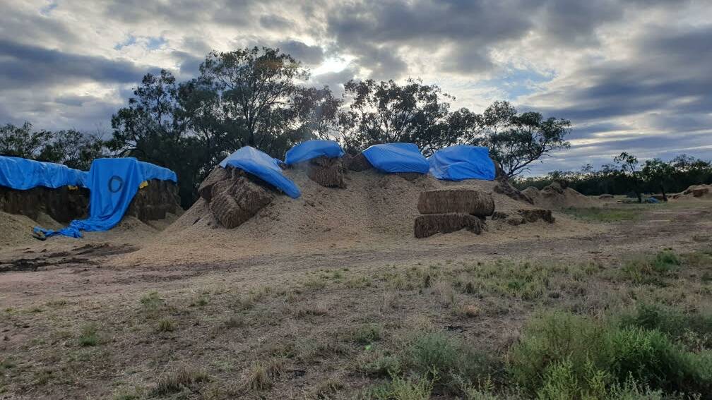 This was the scene at Tyrone at Coonamble in March when the mice plague brought down whole huge stores of hay and turned it into unusable chaff.
