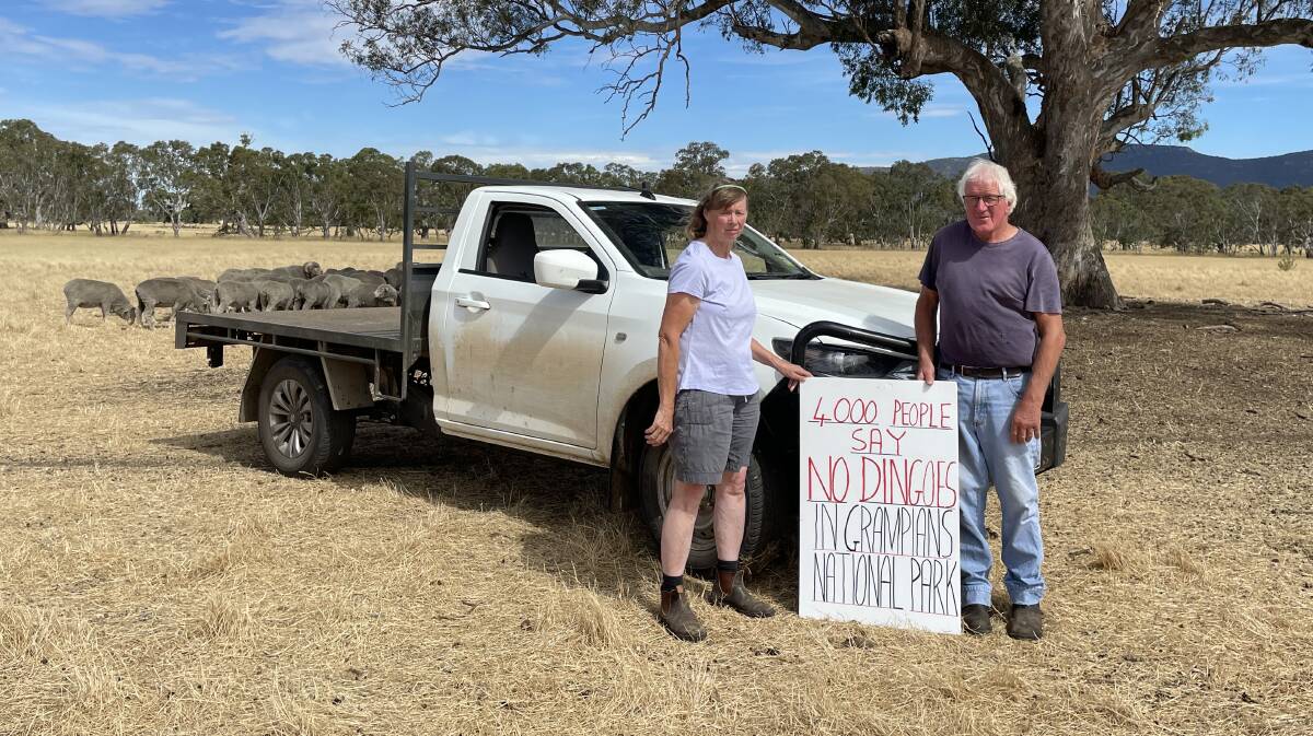 Merino sheep breeders Rhonda and John Crawford, Victoria Valley, have fought to stop dingoes from being reintroduced to the Grampians, and now have a new battle on their hands.