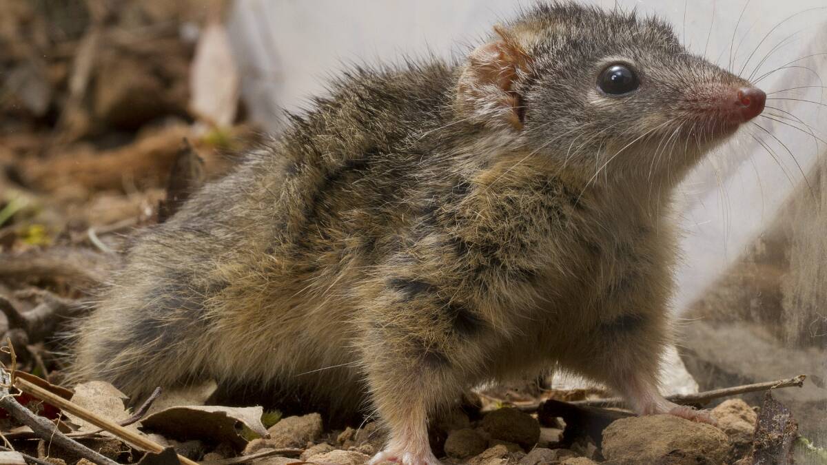 Antenchinus is among the native animals that can get caught in glue traps. File picture
