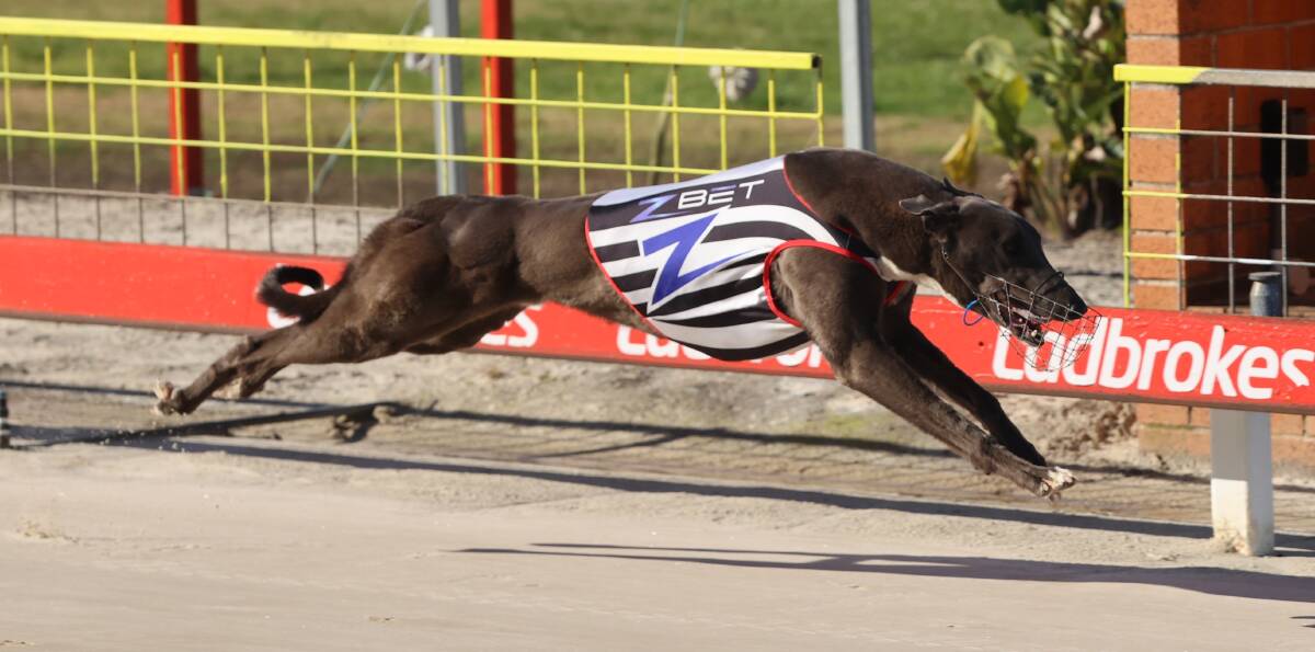 Overflow Beau winning in a fast time at Bulli back in September. He will be one of the big hopes in the Ladbrokes Bulli Cup. Picture supplied 