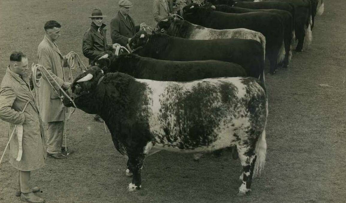 Cattle judging at the Sydney Royal Easter Show, 1939.