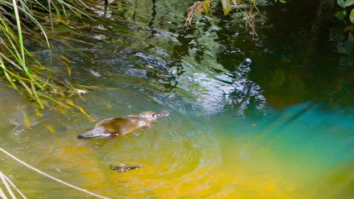 The platypus moments after being released. Picture: WIRES