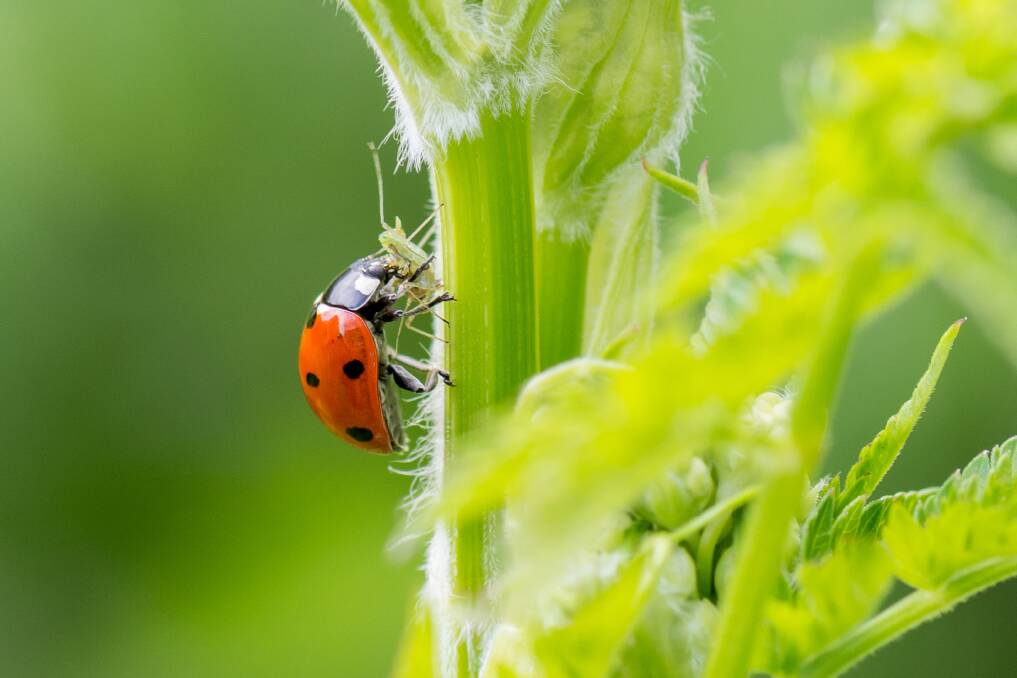Lady beetles eat aphids. 