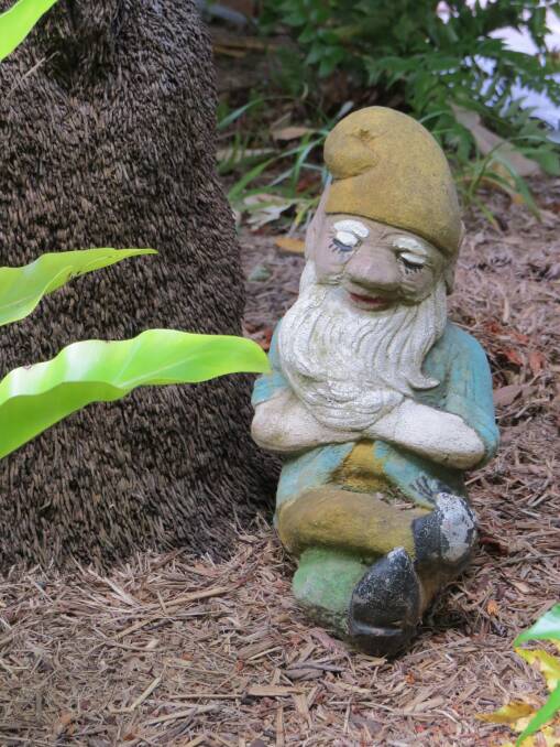 Grenach Gnome – pictured in lonely solitude in his Lapstone garden.