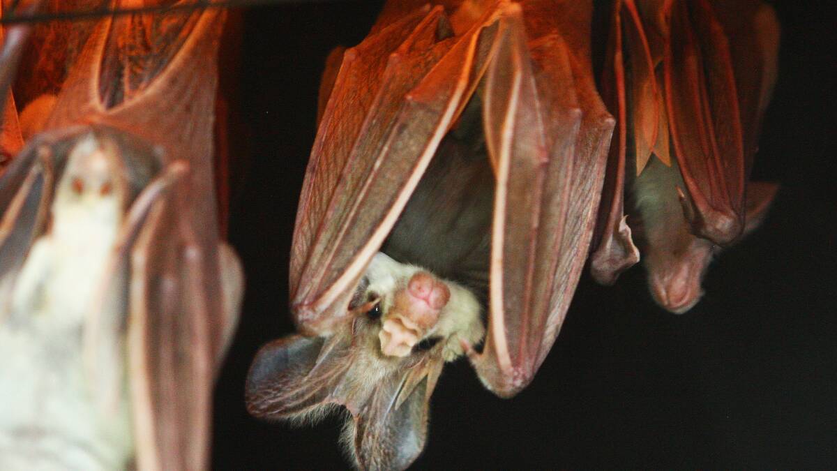 Blue Mountains residents are being reminded to be cautious when approaching an injured or distressed bat. File picture