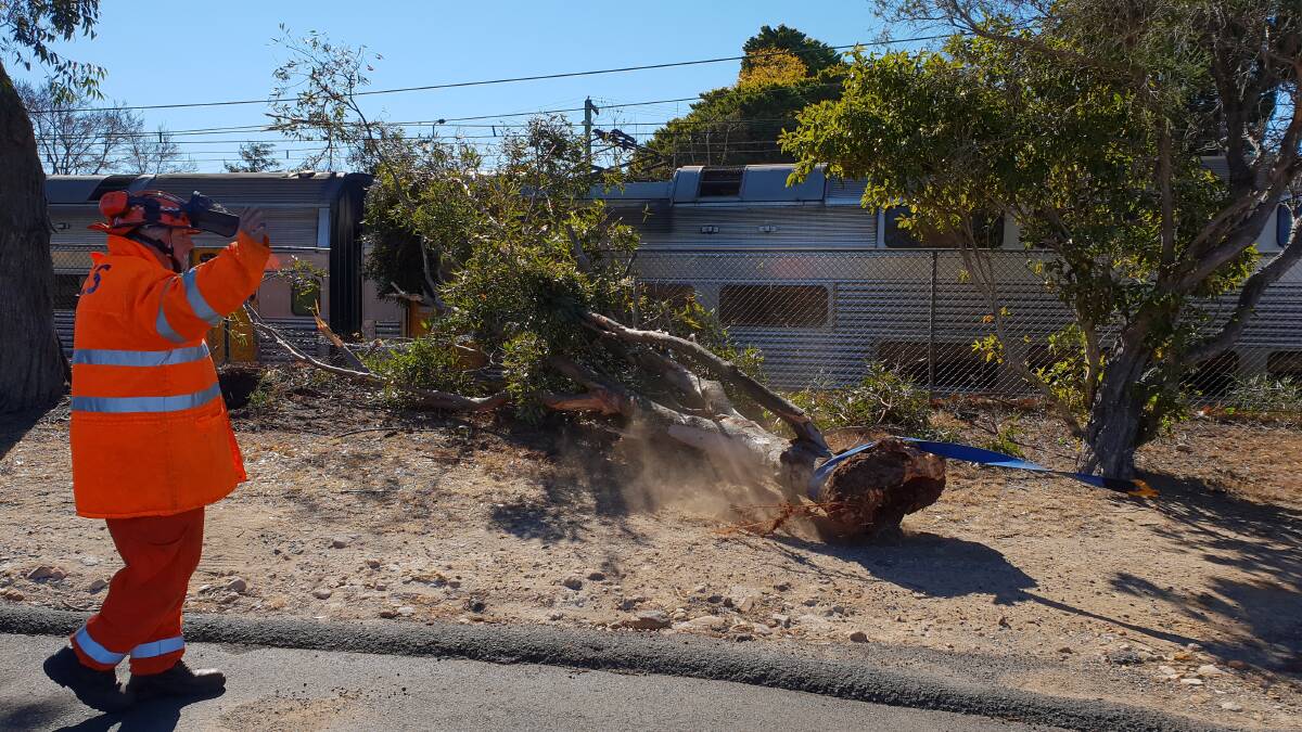 Strong winds uprooted this tree in Springwood in August 2018. Photo: Top Notch Video